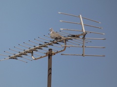 Streptopelia decaocto