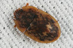 Lobiopa undulata