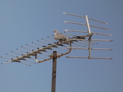 Streptopelia decaocto