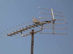 Streptopelia decaocto