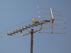 Streptopelia decaocto