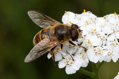 Eristalis tenax