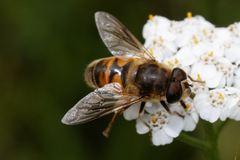 Eristalis tenax