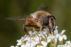 Eristalis tenax