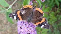 Vanessa atalanta