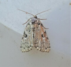 Leuconycta diphteroides