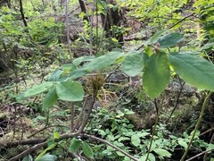 Exobasidium parvifolii