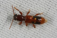 Priocera castanea
