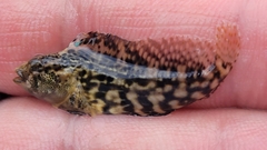 Chasmodes bosquianus