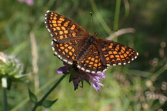 Melitaea