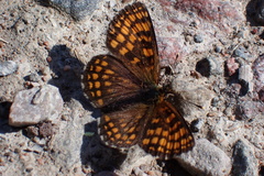 Melitaea