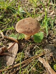Xerocomus illudens