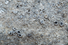 Myriolecis crenulata