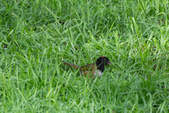 Pipilo maculatus × ocai