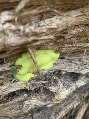 Stemonitis flavogenita