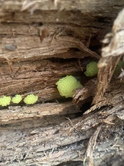 Stemonitis flavogenita