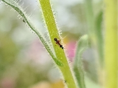 Tupiocoris californicus