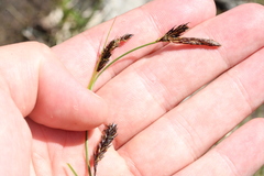 Carex frigida