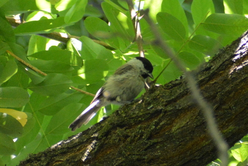 Crnoglava sjenica (Poecile palustris)