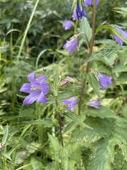 Campanula trachelium