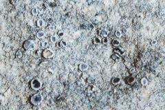 Myriolecis crenulata