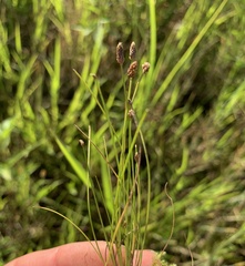 Eleocharis palustris