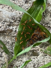 Zelus longipes