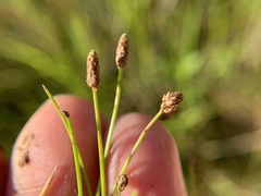 Eleocharis palustris