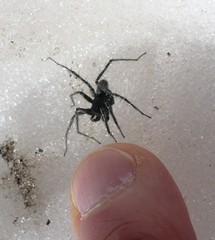 Pardosa nigra