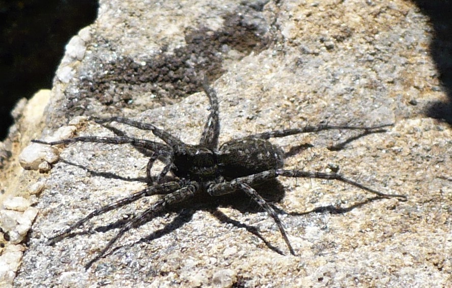 Pardosa nigra