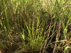 Eleocharis palustris
