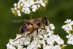 Eristalis