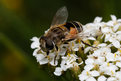 Eristalis
