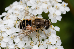Eristalis