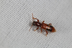 Priocera castanea