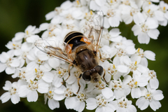 Eristalis