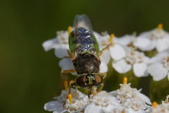 Odontomyia hydroleon