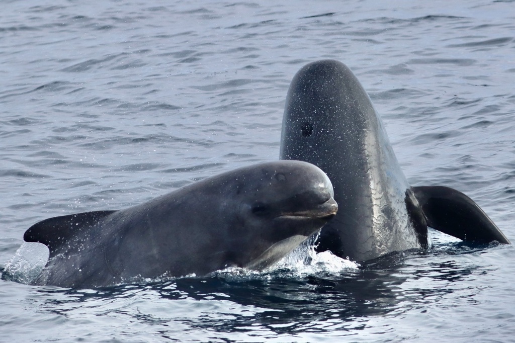 Photo of Long-finned pilot whale (Globicephala melas)