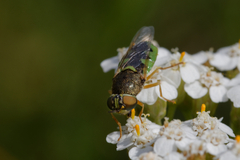 Odontomyia hydroleon