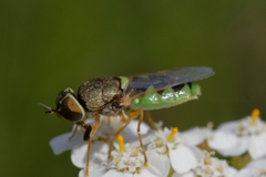 Odontomyia hydroleon