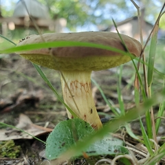 Xerocomus illudens