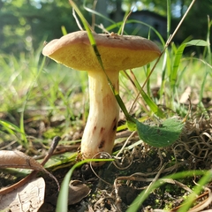 Xerocomus illudens