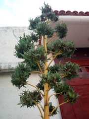 Agave desmettiana