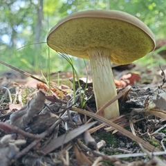 Xerocomus illudens