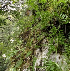 Astragalus clerceanus