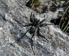 Pardosa nigra