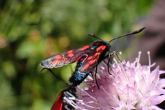 Zygaena filipendulae