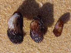 Barbatia obliquata