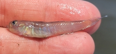 Microgobius thalassinus