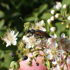 Brachyleptura brevis